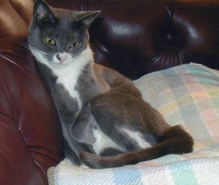 Pic of Pook Pook